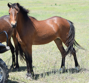 2020 broodmare