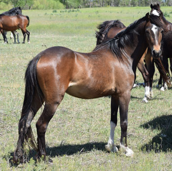 2004 broodmare