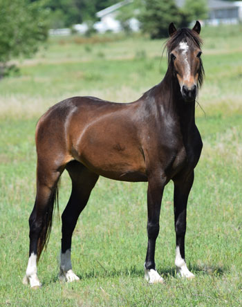 2018 broodmare