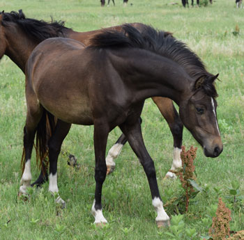 2023 broodmare