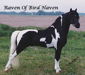 Raven Of Bird Haven