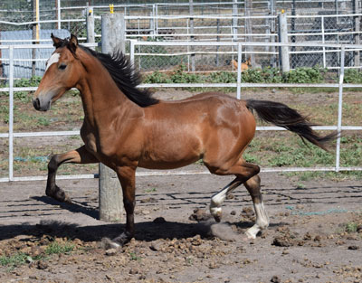 Wilkinson Pony farm