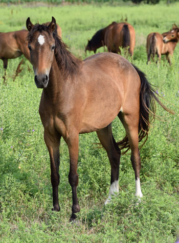 2020 broodmare