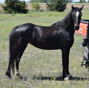 2019 mare