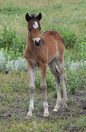 Wilkinson Pony Farm Shetland fun